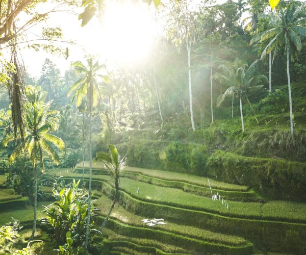Tegallalang Rice Terrace1