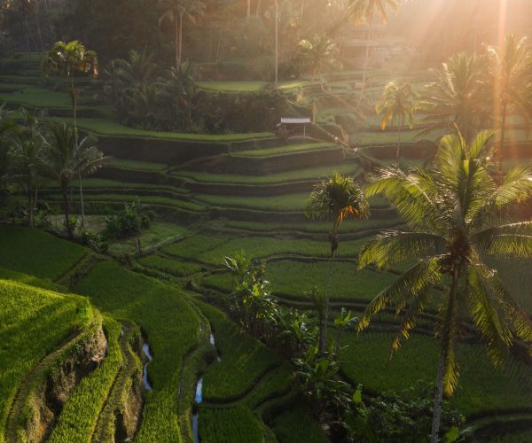 Tegallalang Rice Terrace2