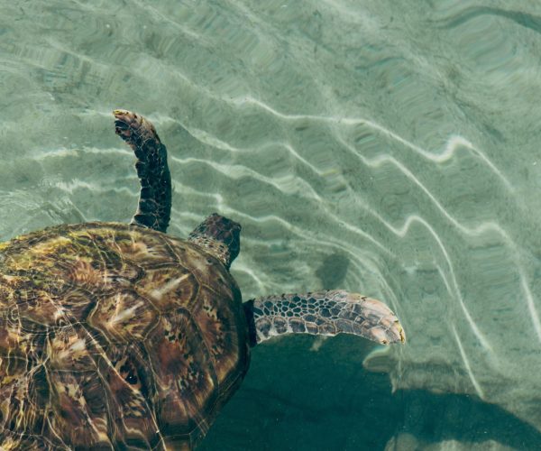 Turtle Island