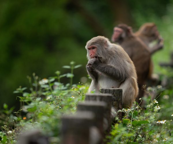 cute-rhesus-macaque-macaca-mulatta-monkey-nature